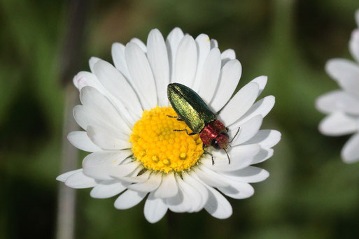 Zierlicher Prachtkäfer auf einer Gänseblümchenblüte bei Karlsbad-Spielberg (G. Franke, 14.05.2019)