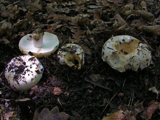 Dicht an dicht stehende Fruchtkörper am Fundort (B. Miggel)