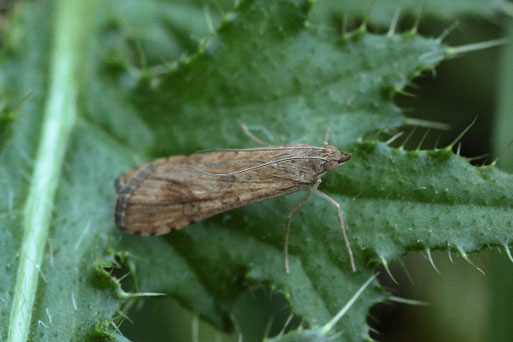 Wanderzünsler - Nomophila noctuella; ca. 12 - 14 mm lang; Streuobstwiese südlich von Spielberg in Waldrandnähe (G. Franke, 10.08.2022)