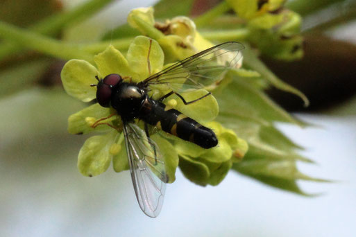 Meligramma triangulifera (ohne dt. Namen), auf den Blüten des Spitz-Ahorns bei Karlsbad-Spielberg (G. Franke, 14.04.2022) Danke für die Bestätigung durch die Fachleute vom Naturkundemuseum Stuttgart