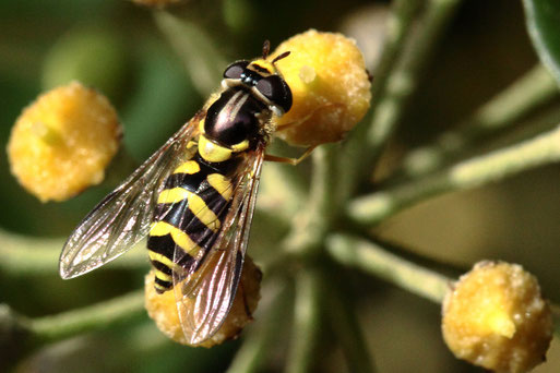 Dasysyrphus albostriatus - Gestreifte Waldschwebfliege; bei Spielberg auf Efeublüten (G. Franke, November 2020)