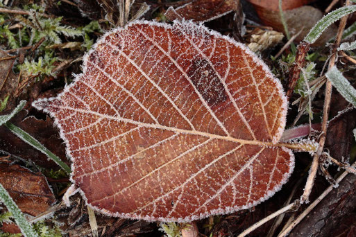 am Waldwegrand bei Marxzell-Pfaffenrot - ein mit Reif überzogenes Blatt eines Haselnuss-Strauches (G. Franke, 20.11.2019)