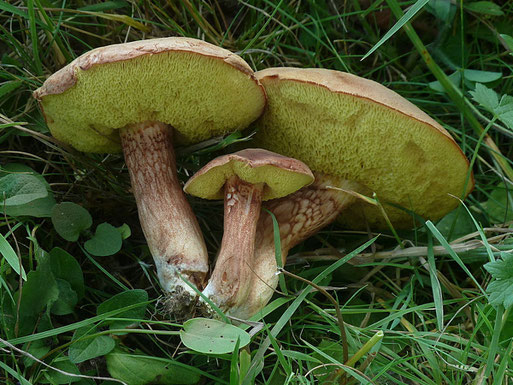 Brauner Filzröhrling – Xerocomus ferrugineus (B. Miggel, Spielberg, 08.07.2022)