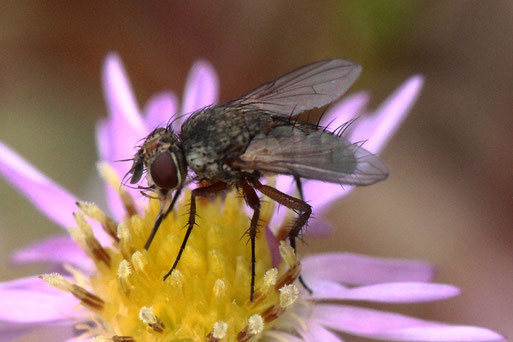 Rüssel-Raupenfliege - Siphona geniculata; Garten bei Spielberg (G. Franke, 24.09.2020)