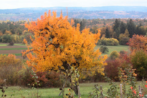 Herbstlandschaft - Blick von Spielberg nach Südwesten (G. Franke, 24.10.2020)