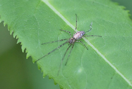 Buckel-Streckerspinne - Tetragnatha obtusa; bei Bad-Herrenalb (G. Franke, 23.05.2025)