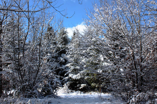 Sonne und Winterwald bei Spielberg bei ca. - 3 °C (G. Franke, 11.02.2021)