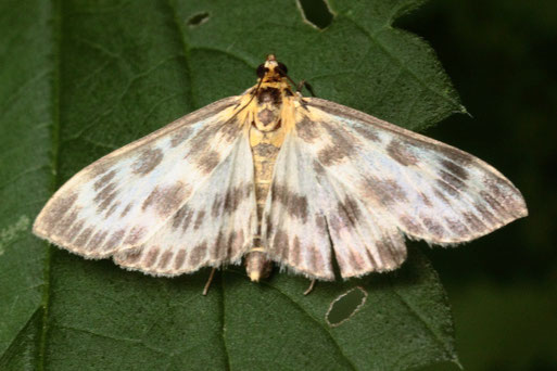 Brennnessel-Zünsler - Anania hortulata (G. Franke, Karlsbad, 2021)
