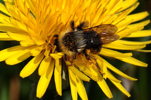 Graue Sandbiene - Andrena cineraria; Blütenbesuch auf einem Ackerrandstreifen bei Auerbach (G. Franke, 22.04.2021)