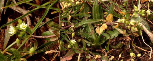 Vogelmiere - Stellaria media; Streuobstwiesenrand bei Spielberg (G. Franke, 16.03.2022)