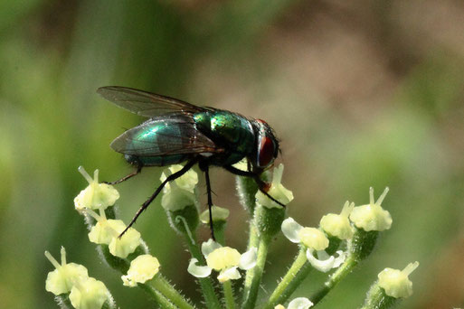 Goldfliege unbest. - Lucilia sp.; Streuobstwiese südlich von Spielberg (G. Franke, 20.07.2022)