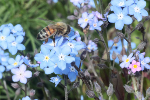 Beim Anlegen von Blühstreifen mit einheimischen Pflanzen finden sich viele Insekten ein, wie diese Honigbiene auf Vergissmeinnicht-Blüten (G. Franke)