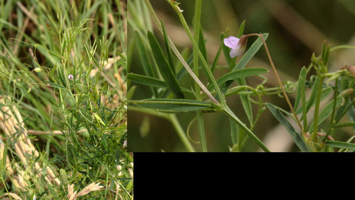 Viersamige Wicke - Vicia tetrasperma; Blüten ca. 5 - 6 mm lang; Feldrand bei Auerbach (G. Franke, 09.08.2021)