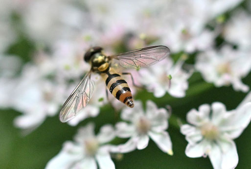 Parasyrphus lineolus - Dunkle Blattlaus-Schwebfliege; Waldwegrand bei Karlsbad-Ittersbach auf Bärenklau-Blüten (G. Franke, 29.07.2025)