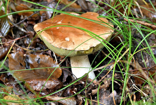 Gemeiner Steinpilz - bei Karlsbad-Ittersbach (G. Franke, 23.09.ö2025)