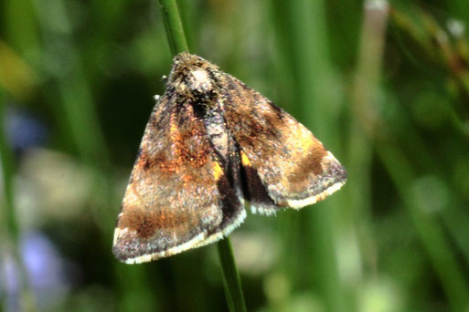 Hornkraut-Tageulchen - Panemeria tenebrata; Streuobstwiese bei Spielberg (G. Franke, Apr. 2022)