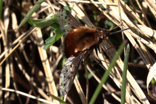 Gefleckter Wollschweber - Bombylius discolor; Gebüschrand bei Karlsbad-Spielberg (G. Franke, 24.03.2020)