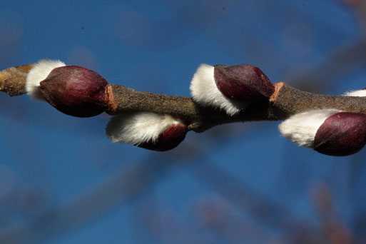 Mitte Januar und die ersten Knospen der Weiden brechen auf (G. Franke, 16.01.2020)