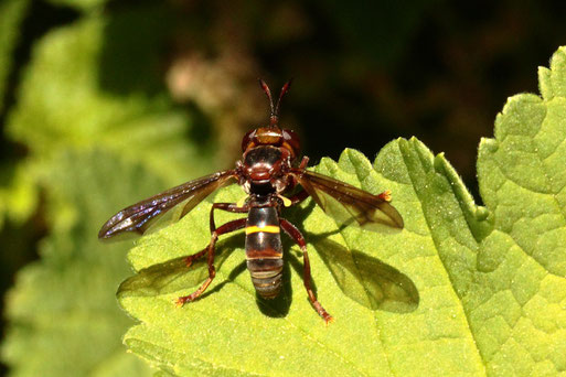 Große Wespen-Dickkopffliege - Conops vesicularis; Garten bei Spielberg; Rote Liste für Deutschland - gefährdet und in der Roten Liste für Baden-Württemberg nicht aufgeführt  (G. Franke, 30.04.2019)