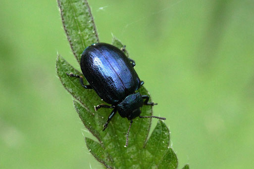 Erzfarbener Erlenblattkäfer - Linaeidea aena; Waldwegrand bei Ittersbach (G. Franke, 04.05.2022) Danke für die Bestimmungshilfe durch kerbtier.de #329042 