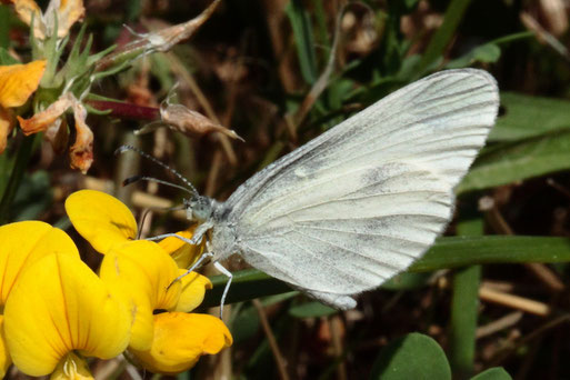 Senfweißling - Artengruppe Leptidea juvernica/ sinapsis/ reali; Strreuobstwiese südlich von Spielberg - auf den Blüten des Wiesen-Hornklees (G. Franke, 03.08.2022)