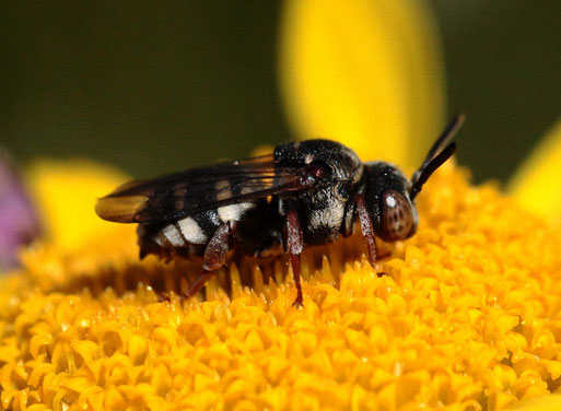 Gewöhnliche Filzbiene - Epeolus variegatus; Vorwarnstufe in den Roten Listen für Deutschland und Baden-Württemberg (G. Franke, bei Spielberg,  Juni 2020)