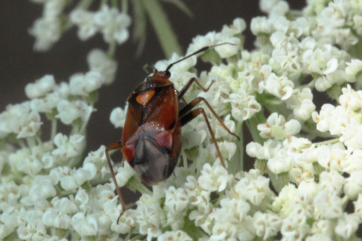 Rote Weichwanze - Deraeocoris ruber;  Garten bei Spielberg; (G. Franke; 18.07.2018)