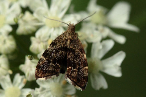 Spreizflügel-Nesselmotte - Anthophila fabriciana; ein Kleinschmetterling aus der Familie der Spreizflügelfalter, ca. 6 mm lang; Spannweite 10 - 15 mm; am Waldwegraund auf Wiesen-Bärenklau zwischen Spielberg und Ittersbach (G. Franke, 08.08.2021)