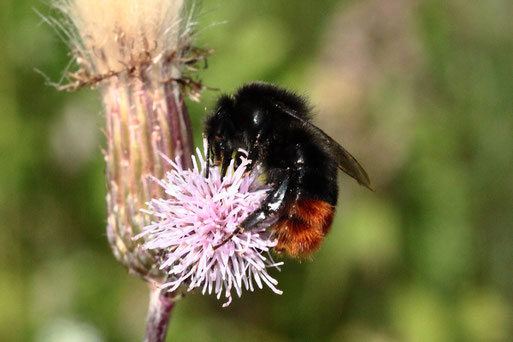 Steinhummel - Bombus lapidarius; bei Karlsbad-Spielberg (G. Franke, 07.06.2018)