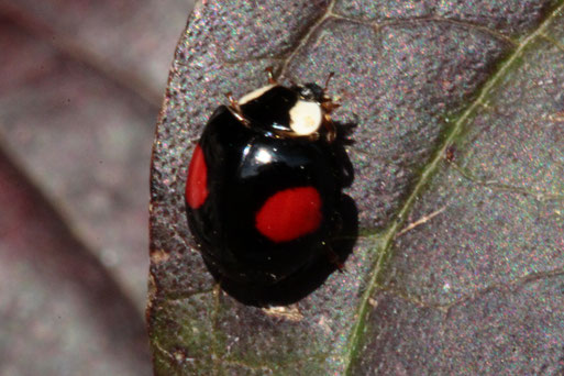 ein Asiatischer Marienkäfer - Harmonia axyrides, im Garten auf Blättern herumlaufend, man entdeckt diese Art in vielen Farbvarianten, bestätigt durch kerbtier.de #161805(G. Franke, 23.10.2019)