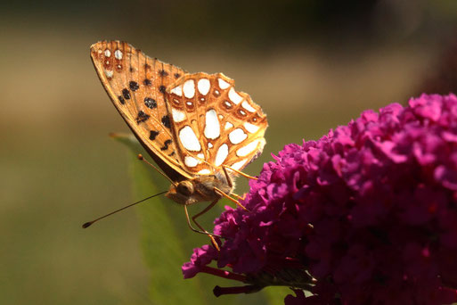Kleiner Permutterfalter in Spielberger Garten (G. Franke, 26.07.18)
