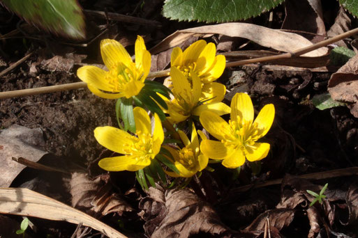 Winterlinge - Eranthis hyemalis; im Garten (G. Franke, 06.03.2019)