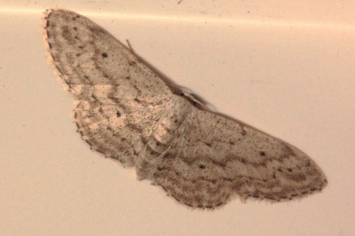Grauer Zwergspanner - Idaea seriata; Spielberg an einer Hauswand (G. Franke, 2022)