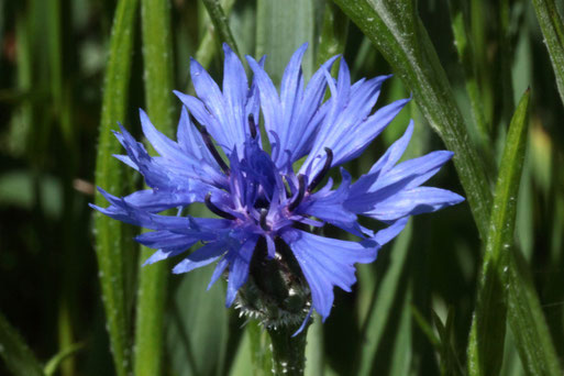 Gewöhnliche Kornblume - Cyanus segetum; am Rand eines Getreidefeldes zu einem Grünweg bei Langensteinbach (G. Franke, 01.06.2021)