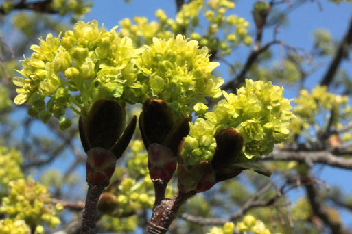 Blütenstände des Spitz-Ahorns - Acer platanoides, Streuobstwiesenrand am Wald bei Karlsbad-Spielberg (G. Franke, 06.04.2020)