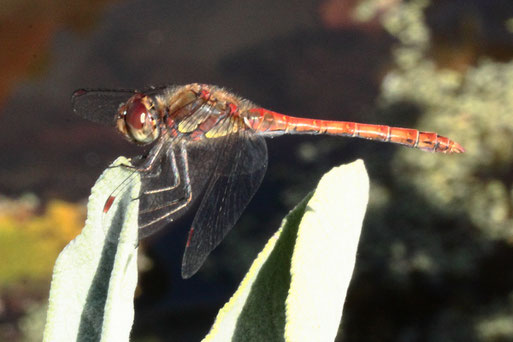 Große Heidelibelle - Sympetrum striolatum; am Gartenteich, Karlsbad-Spielberg (G. Franke, 15.09.2020)