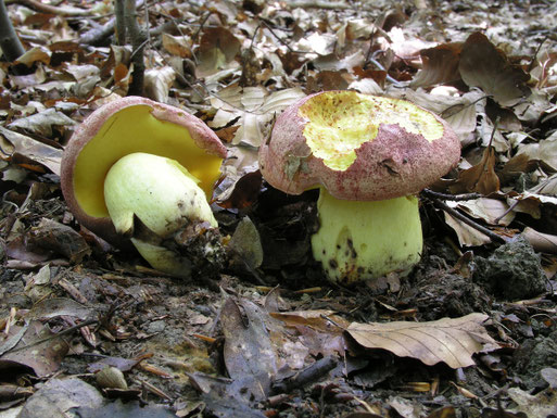Königs-Röhrling - Boletus regius (B. Miggel, Ottenhausen-Vogelsang, 2014)