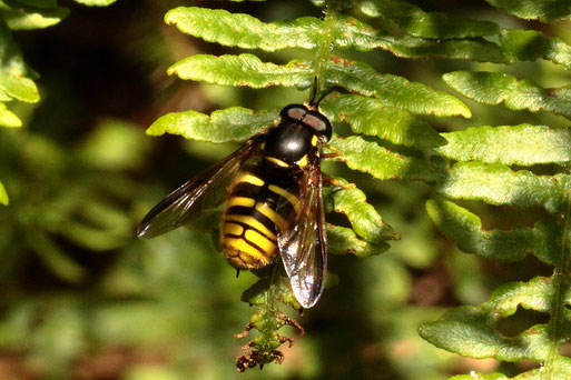 Große Wespenschwebfliege - Chrysotoxum fasciolatum; am Waldwegrand - eine Art auf der Vorwarnliste der Roten Liste für Deutschland; eine seltene Art, hauptsächlich in den Mittelgebirgen anzutreffen (G. Franke, 01.06.2022)