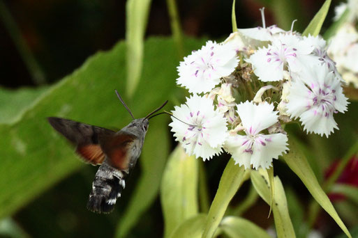 Taubenschwänzchen - Macroglossum stellatarum; in Garten bei Spielberg (G. Franke) Wanderfalter und eifriger Blütenbesucher