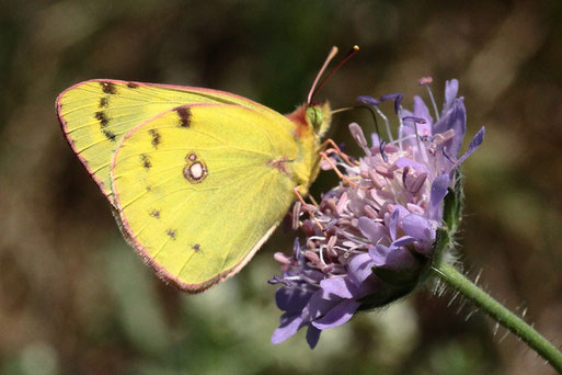 Weißklee-Gelbling (Goldene Acht) - Colias hyale; Streuobstwiese südlich von Spielberg (G. Franke, 09.08.2022)