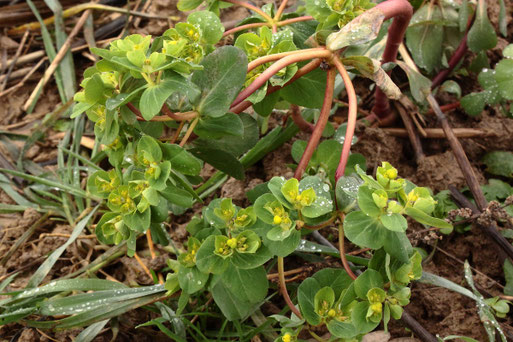 Sonnenwend-Wolfsmilch - Euphorbia helioscopia; Ackerrand zwischen Karlsbad-Langensteinbach und Auerbach (G. Franke, 20.01.2021)
