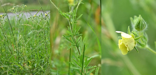 Hohes Fingerkraut - Potentilla recta; Straßenrand hinter Auerbach in Richtung Keltern (G. Franke, 09.06.2026)