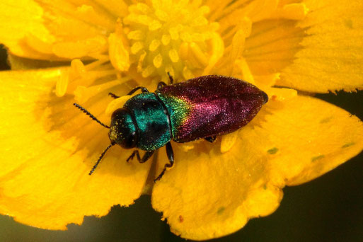 Halbkupfriger Eckschild-Prachtkäfer - Anthaxia suzannae, Streuobstwiesenrand bei Spielberg - in einer Hahnenfußblüte; Rote Liste D - stark gefährdet (G. Franke, 24.05.2021)