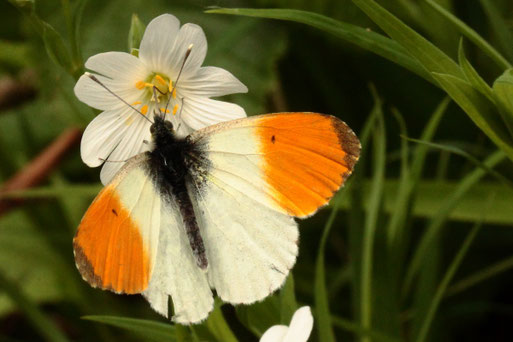 Aurorafalter - Anthocharis cardamines, männlich (G. Franke) zu beobachten im Frühjahr an Waldwegen und Waldrändern und angrenzendem Offenland, Raupen leben an Kreuzblütengewächsen, wie dem Wiesen-Schaumkraut
