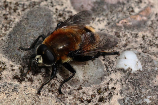 Merodon equestris - Gemeine Narzissenschwebfliege; bei Spielberg (G. Franke, Mai 2021)