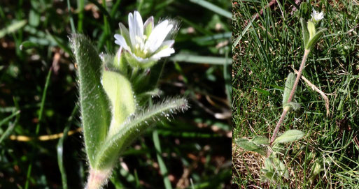 Knäuel-Hornkraut - Cerastium glomeratum; die erste Blüte des Blütenstandes hat sich geöffnet auf einer Streuobstwiese südlich von Spielberg (G. Franke, 27.03.2022)