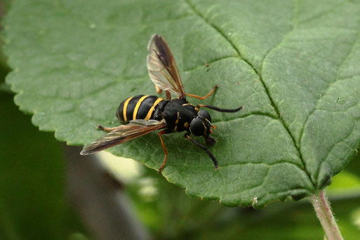 Hummel-Moderholzschwebfliege - Temnostoma bombylans, bei Spielberg (G. Franke, 23.06.2021) - selten und unverwechselbar