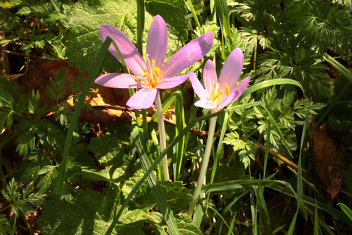 Herbst-Zeitlose - Colchicum autumnale; in Waldrandnähe bei Karlsbad-Auerbach (G. Franke, 14.09.2021)