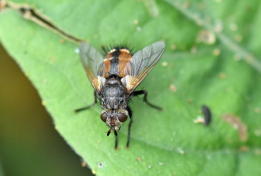 Tachina magnicornis (ohne dt. Namen), Garten bei Karlsbad-Spielberg (G. Franke, 20.08.2025) Danke für die Bestätigung bei iNaturalist