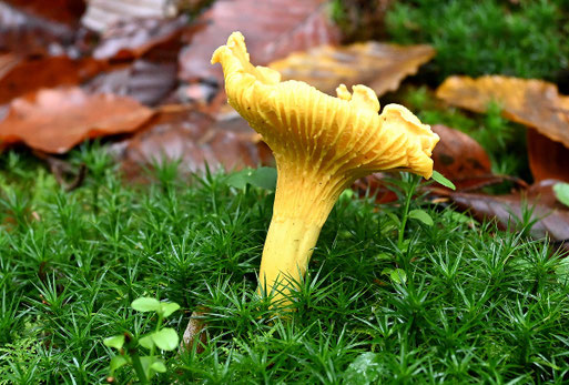 großer Echter Pfifferling inmitten vom Schönen Widertonmoos; Mischwald bei Ittersbach (G. Franke, 18.11.2023)